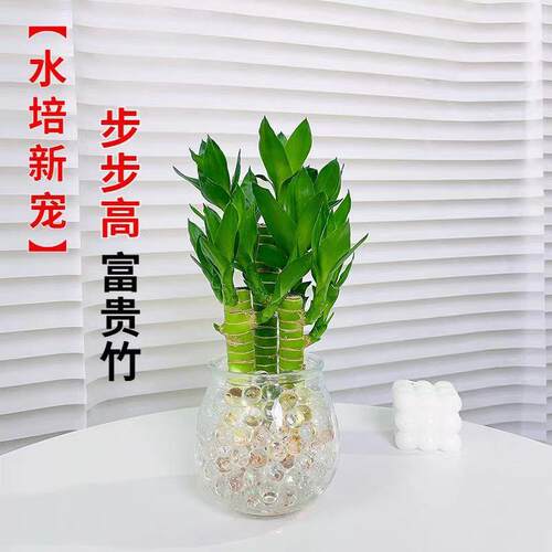 富贵竹水培植物水养文昌竹粗杆发财带根步步高升转运竹子花卉盆栽