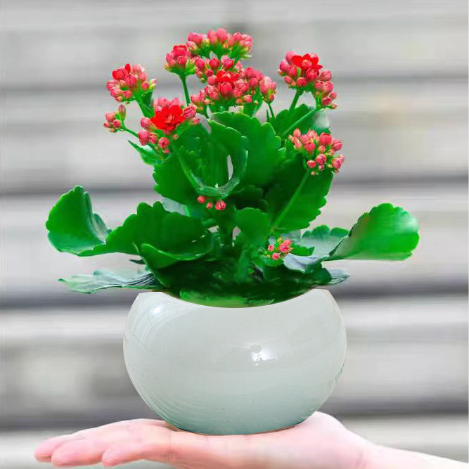 晒物长寿花盆栽带花适合客厅阳台