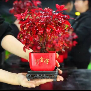 火焰南天竹盆栽冬季耐寒红叶绿植室内外客厅阳台四季好养植物盆景