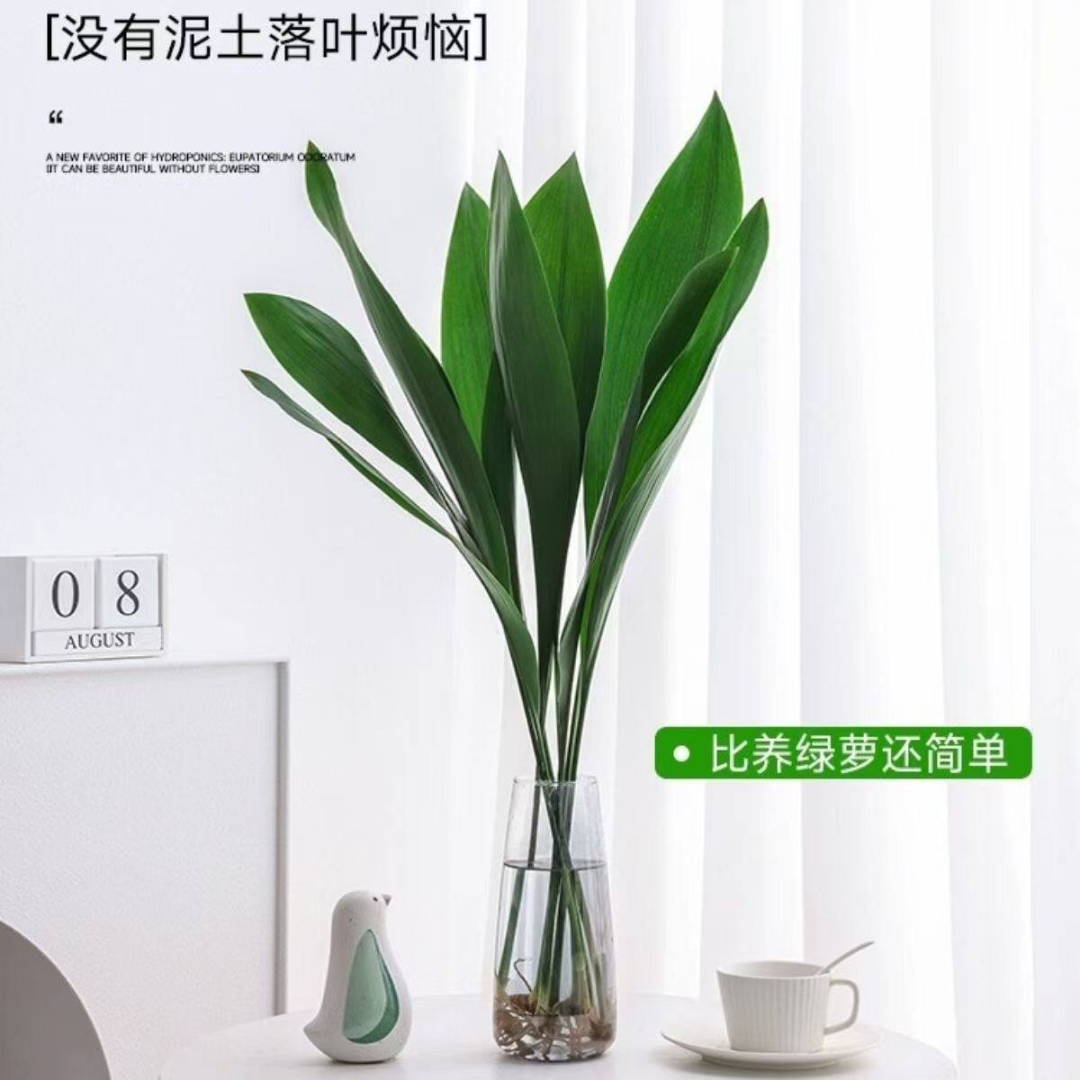 水培一叶兰绿植室内盆栽四季常青客厅水养植物好养活懒人绿萝桌面图片
