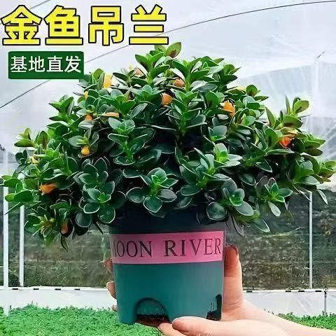 金鱼吊兰盆栽带花苞室内客厅金鱼花卉懒人植物四季开好养家养绿植