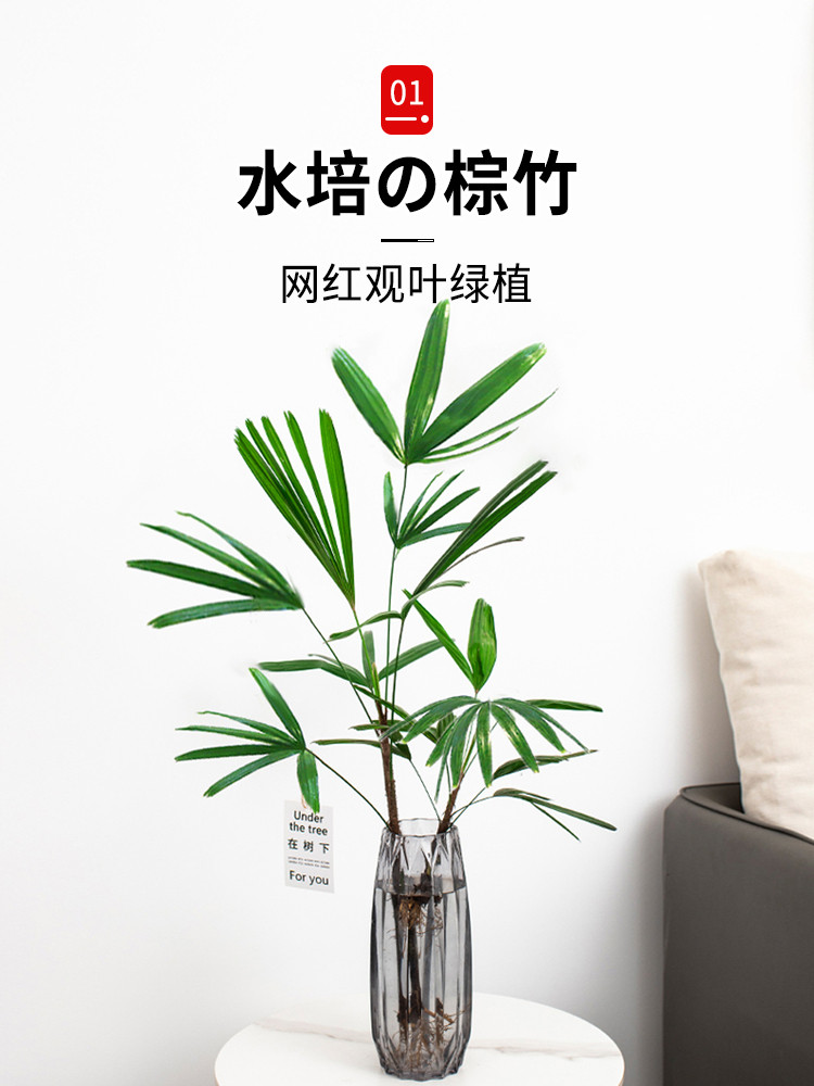 水培棕竹盆栽绿植物客厅好养带根富贵竹室内耐阴四季水养竹子花卉