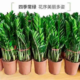 金钱树盆栽植物室内花卉大型客厅好养绿植大摇钱串子桌面小发财树