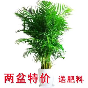 散尾葵绿植物客厅大型盆栽夏威夷凤尾竹办公室内富贵椰子四季常青