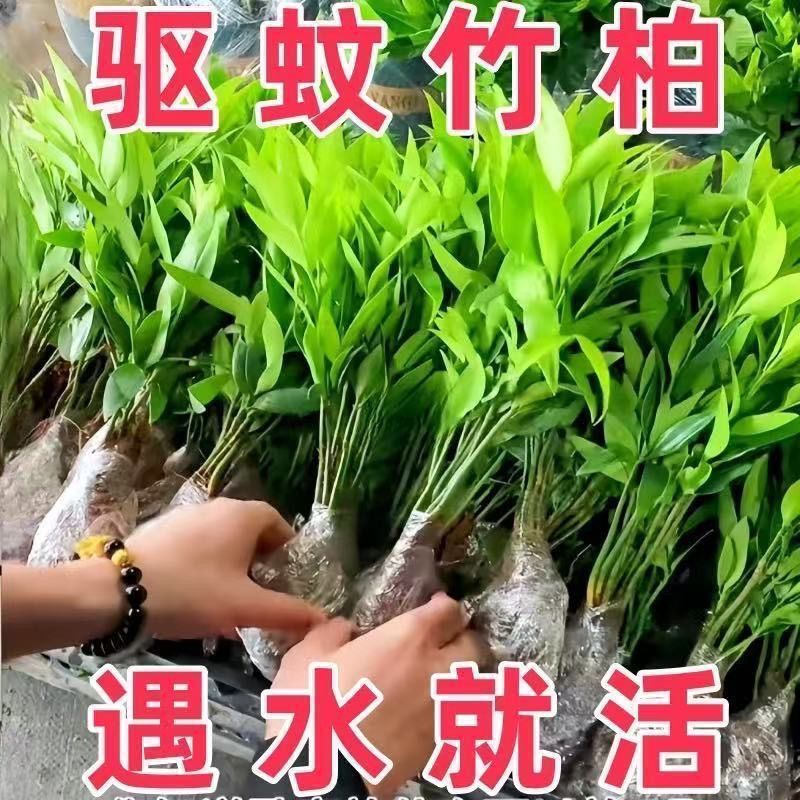 竹柏水培植物花卉办公室内