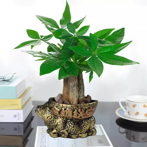 发财树盆栽室内花卉小盆景客厅