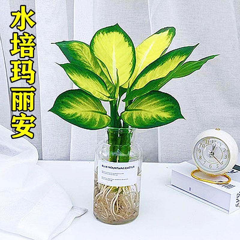 水培植物玛丽安四季常青