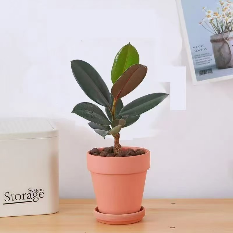 黑金刚橡皮树花卉绿植小盆栽观叶植物书房办公桌客厅易活好养