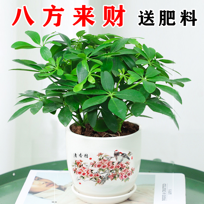 鸭脚木盆栽植物室内外好养客厅花卉绿植发财树水培七叶莲八方来财