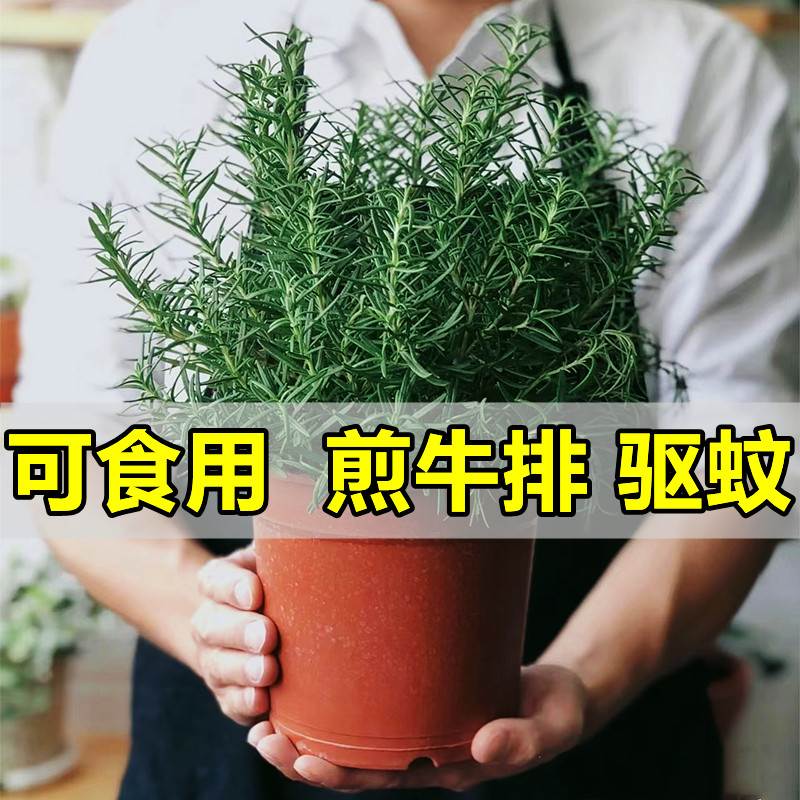 迷迭香苗盆栽可食用驱蚊植物香草薄荷苗水培花卉绿植物室内煎牛排