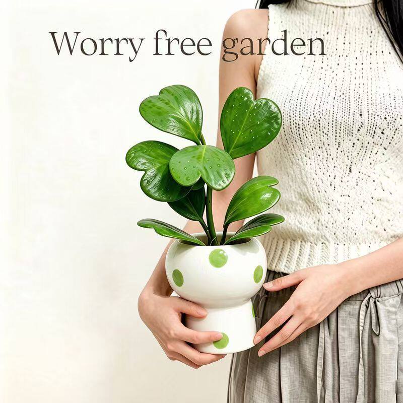 心叶球兰一片心心形多肉植物耐阴办公室内客厅桌面绿植花卉盆栽