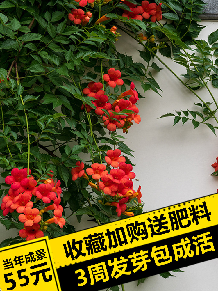 凌霄花苗庭院净化空气