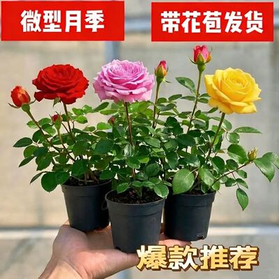 超微月季带花苞迷你浓香型小月季花室内阳台庭院桌摆盆栽四季开花