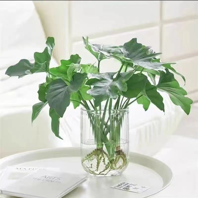 水培植物春羽盆栽蔓绿绒室内龟背竹春雨绿植常青绿萝好养办公桌面