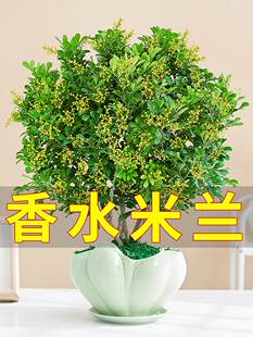 米兰花盆栽花卉植物室内花绿植盆景室外阳台好养活四季青芳香兰花