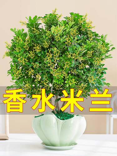 米兰盆栽室外芳香兰花