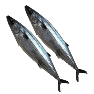 青岛深海鲜活大鲅鱼新鲜冷冻马交鱼超大特大马鲛鱼5-10-20斤可选