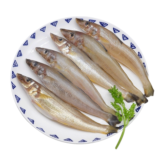 青岛海捕沙丁鱼鲜鱼小杂鱼新鲜沙尖鱼生鲜海鲜海鱼鲜活冷冻尖梭鱼