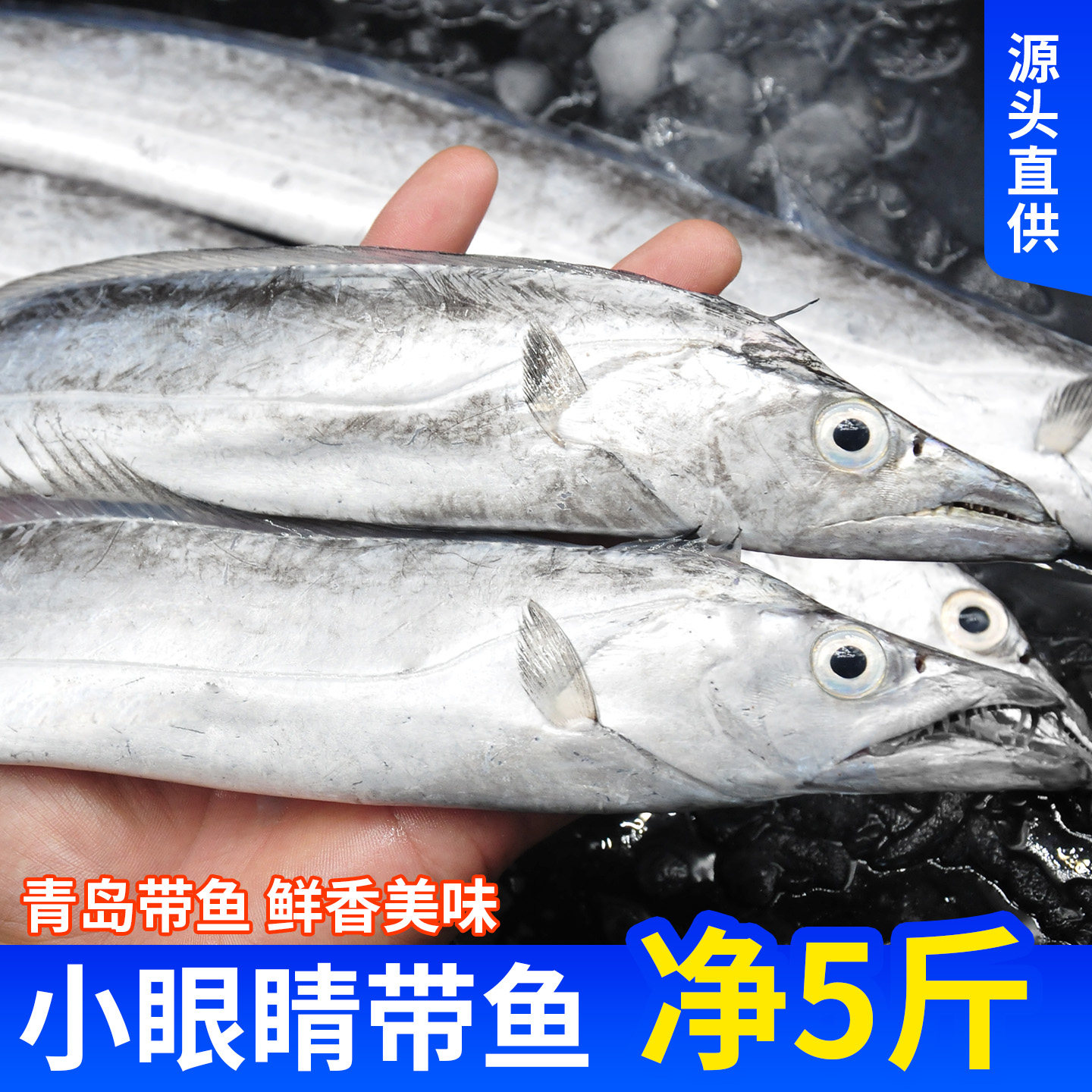 净5斤2-3条/斤新货青岛小眼带鱼
