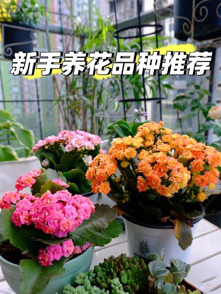 适合春天种的花长寿花大花苗带花苞重瓣家养花卉植物室内好养盆栽