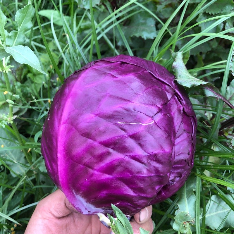 新鲜紫甘蓝蔬菜整箱现砍现发沙拉菜紫椰菜紫包菜紫