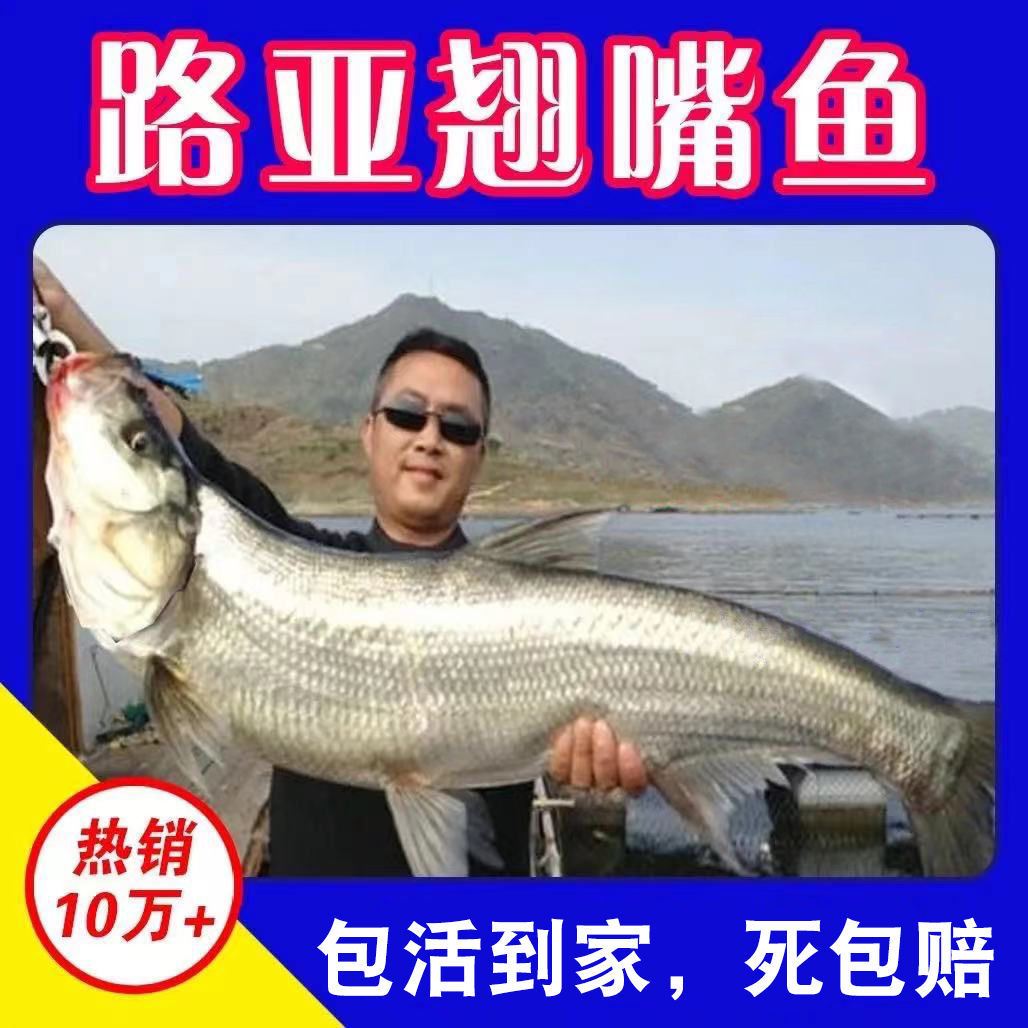 翘嘴鱼苗淡水养殖食用观赏鱼耐活冷水大品种优质鱼苗