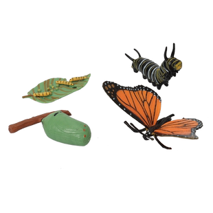昆虫仿真动物生命生长周期过程模型儿童玩具蝴蝶青蛙成长早教认知