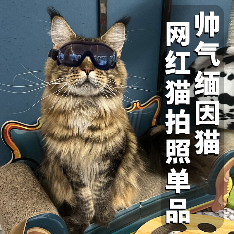 缅因猫饰品公猫帅气头饰拍照猫咪眼镜宠物用品狗狗防风护目墨镜