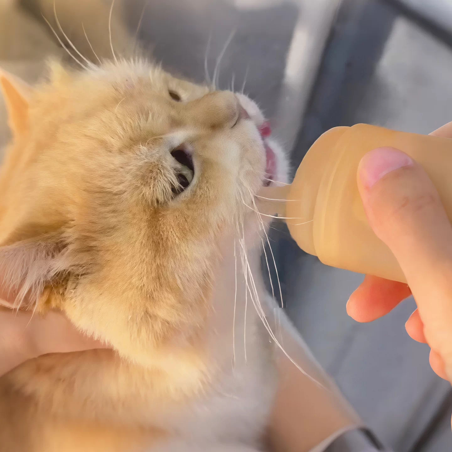 喂猫神器!猫咪奶瓶防呛硅胶喂液器幼猫小奶猫专用喂水器喂食奶嘴