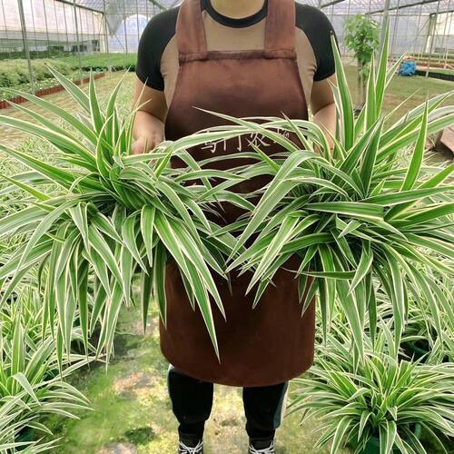 金边吊兰室内垂吊植物盆栽客厅阳台悬挂吊篮绿植吸除四季甲醛花卉