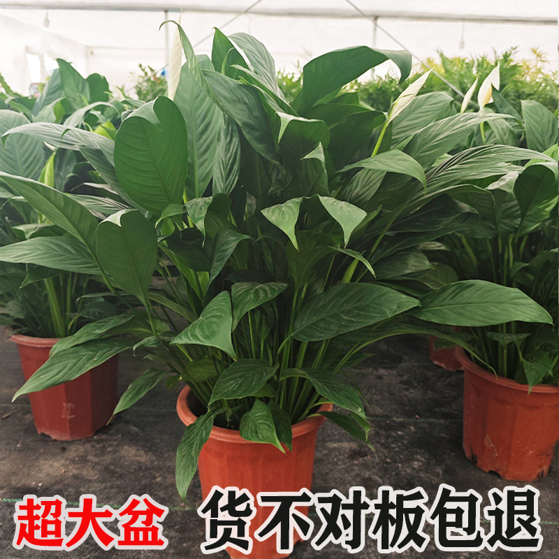 大苗白掌盆栽室内观叶绿植好养四季常青净化空气水培土培植物花卉