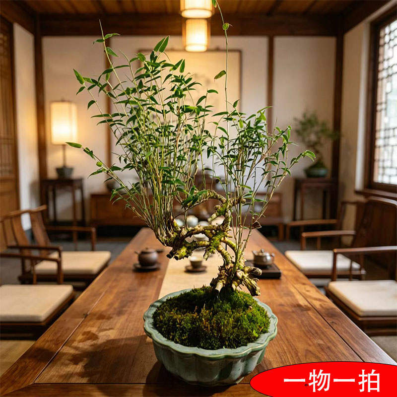 小叶青龙竹异形常青盆景