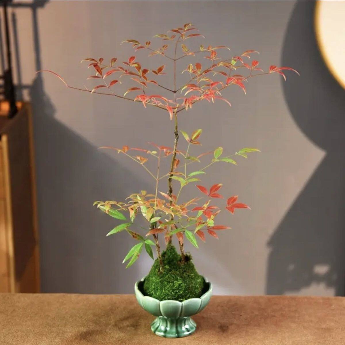 南天竹苔藓球植物水培盆栽老桩耐寒植物办公室茶几桌面绿植盆景