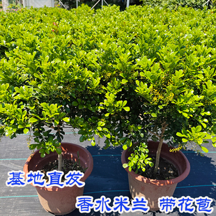 香水米兰花盆栽带花棒棒糖树苗室内阳台庭院驱蚊植物浓香花卉绿植
