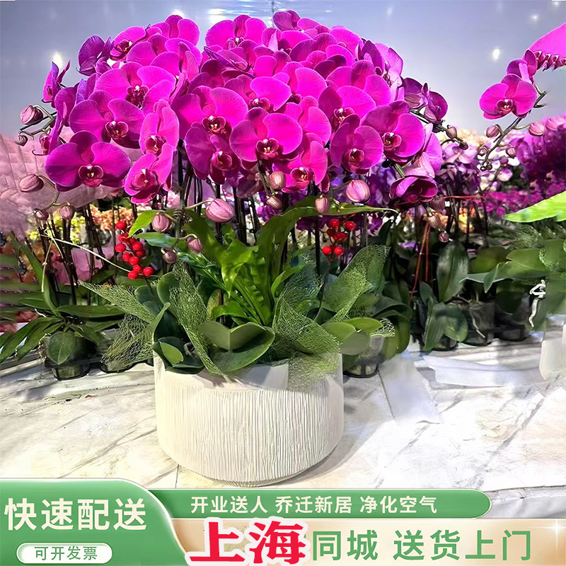 蝴蝶兰盆栽带花上海同城配送元旦年宵花开业乔迁庆典高档鲜花盆景