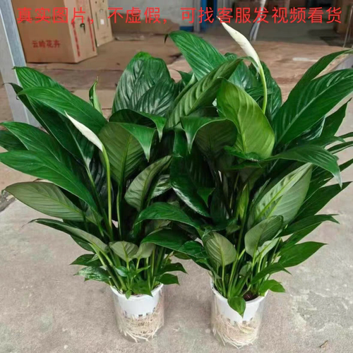 大盆白掌一帆风顺盆栽带花水培植物花卉办公室内绿植好养活吸甲醛