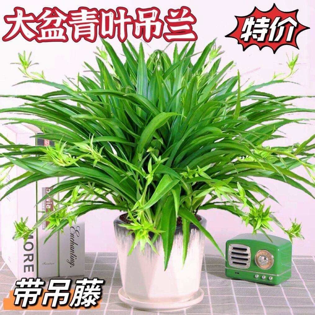 青叶金边吊兰盆栽室内垂吊植物大苗绿萝客厅办公桌面土培花卉绿植