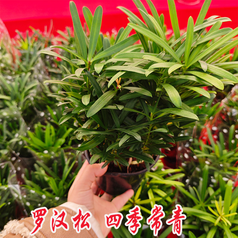 罗汉松花卉盆栽绿植米叶造型盆景桌面绿植