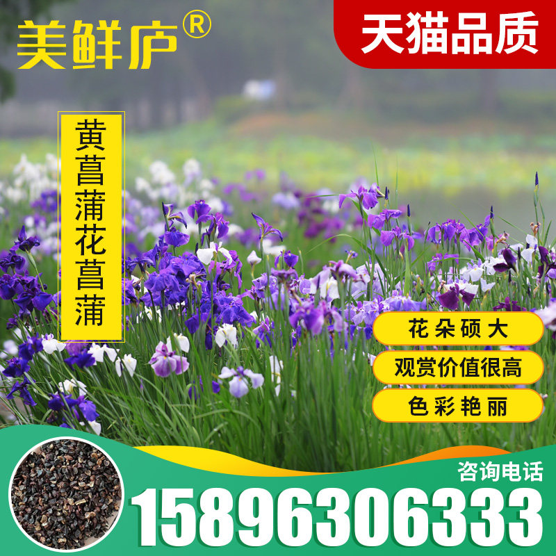 玉蝉花 花菖蒲 紫花鸢尾 东北鸢尾花卉百科图片 培育种植 饲养繁殖 Sbike