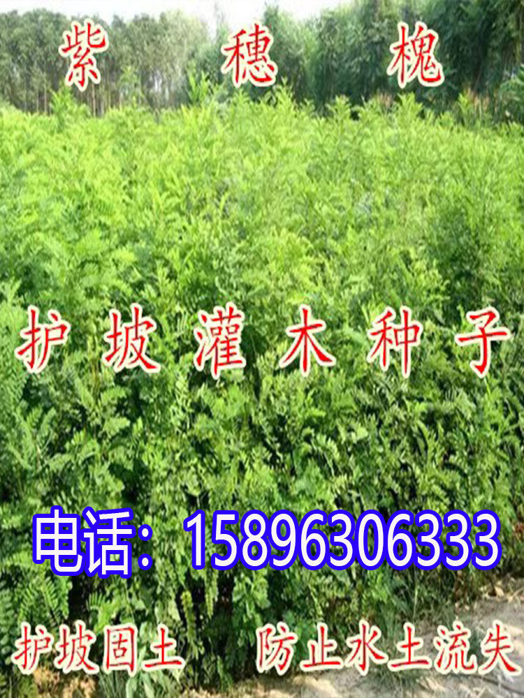 灌木多花木兰刺槐猪屎豆紫穗槐银合欢小冠花绿化护坡固土柠条种子