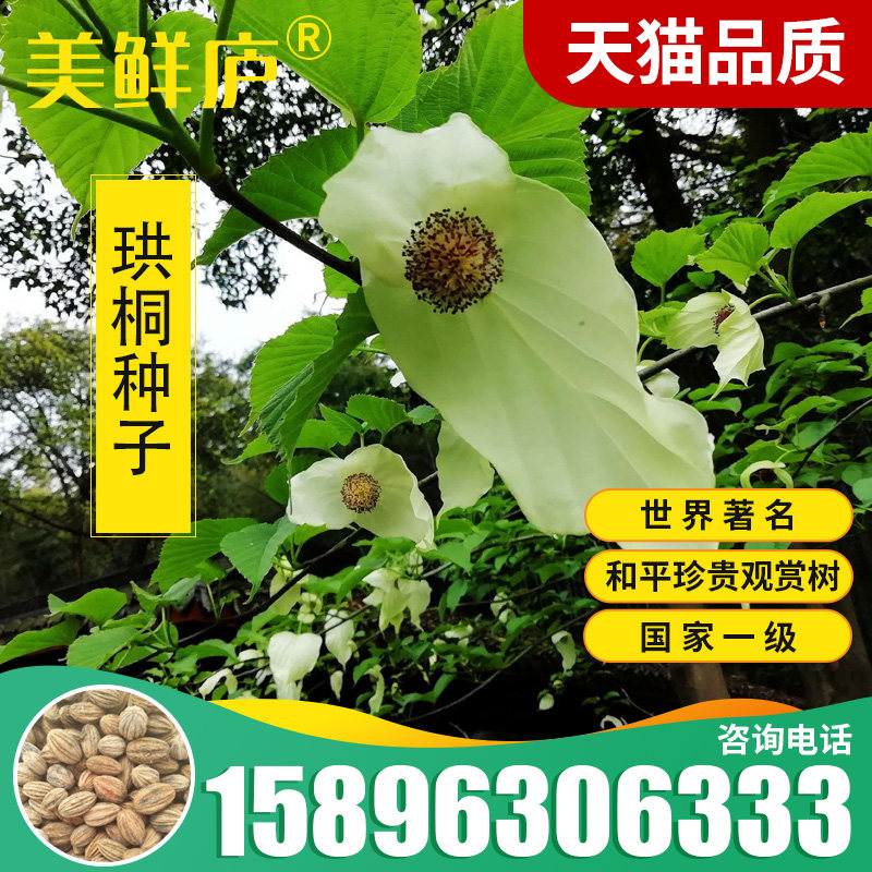 珙桐种子世界著名观赏象征和平水梨子鸽子树种子鸽子花树种籽