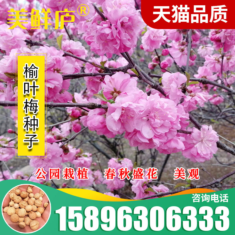 新采榆叶梅种子 重瓣榆叶鸾枝  绿化林木苗木树  小桃红种子