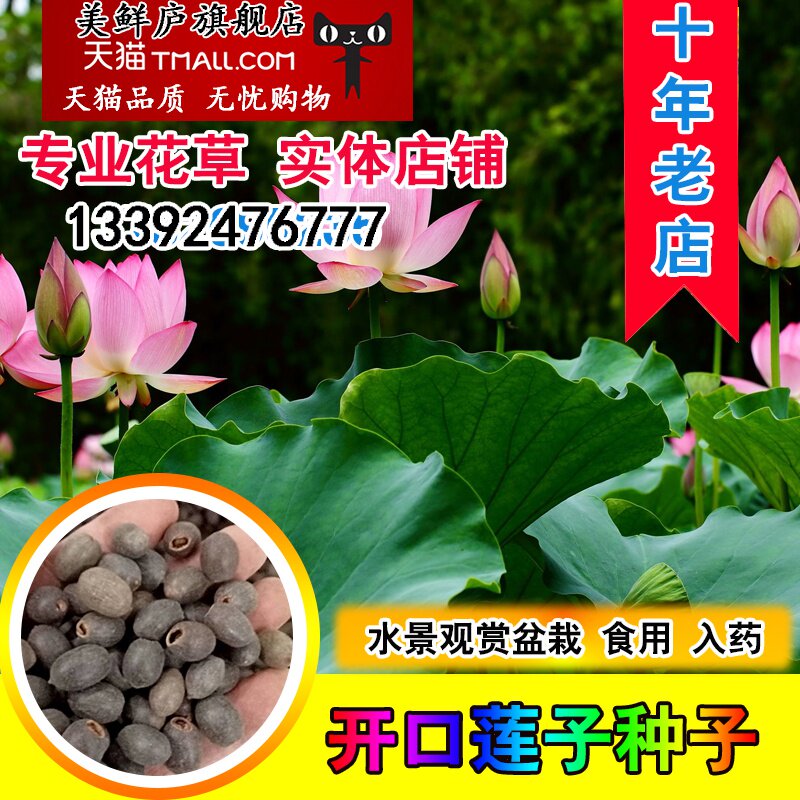 已开口碗莲种子 四季迷你水培植物绿植盆栽睡莲 荷花种子套餐