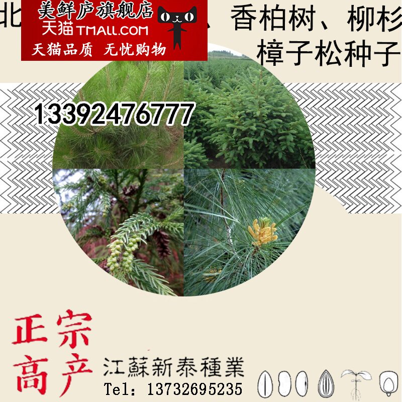 樟子松种子海拉尔松赤松香柏树柏木柳杉五针松北美乔松云杉种子