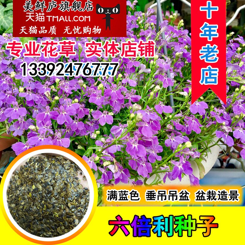 六倍利种子好养阳台盆栽蓝色阳台吊兰花籽垂吊半边莲翠蝶花种籽