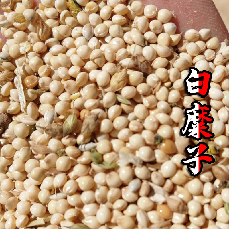 散装红糜子种子硬糜子黑糜子白糜子稷黍子种子黄米种植种籽包邮-封面