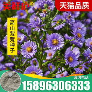 紫菀种子100粒高山青苑返魂草籽多年生庭院室外盆栽春秋播秋开花