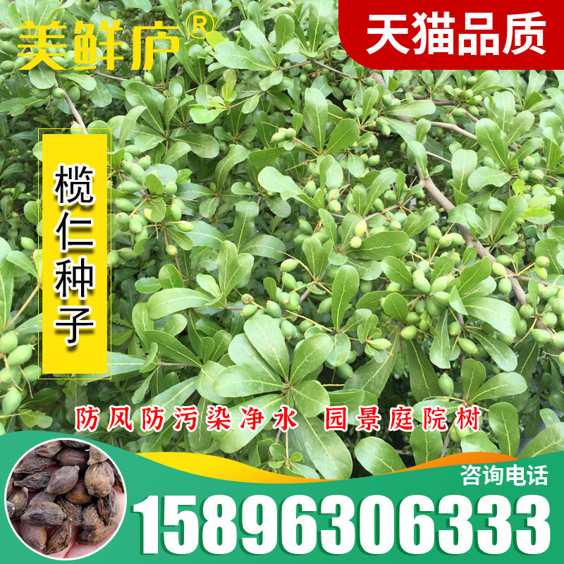 榄仁种子  非洲榄仁雨伞树种子  大叶细叶小叶榄仁树种子