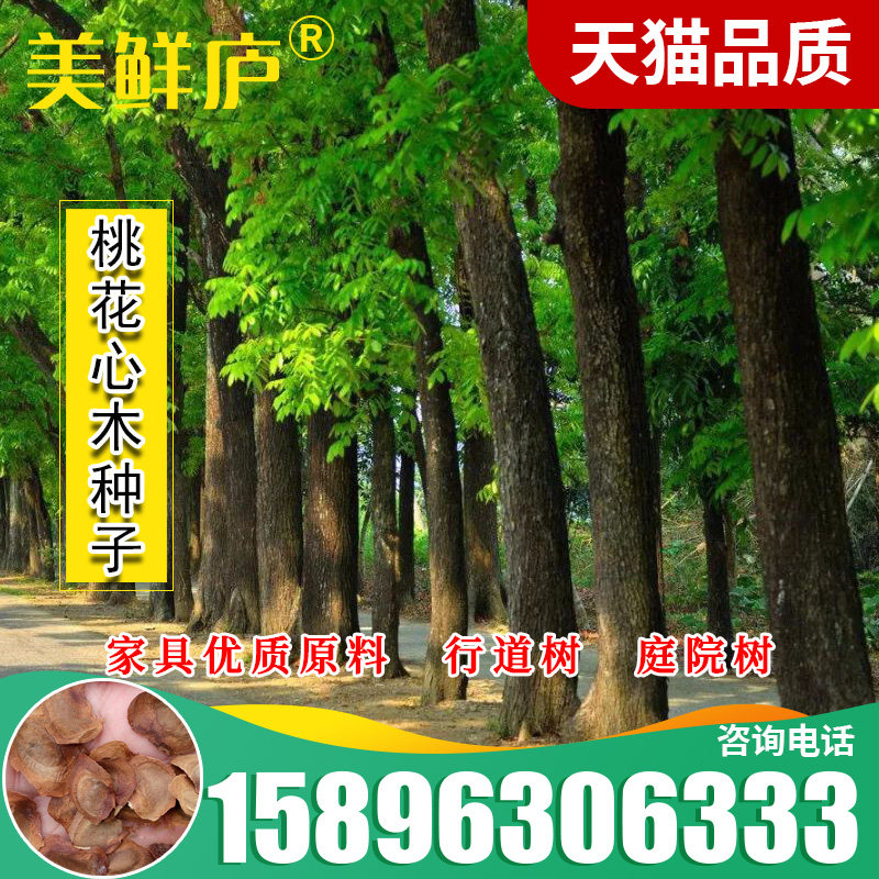 新采桃花心木种子 桃花芯木种子林木种子 榔色木种子南洋芯木种籽