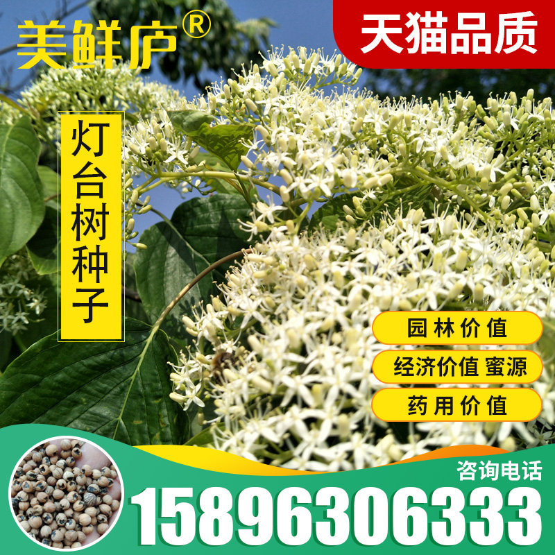 灯台树种子瑞木女儿木六角树园林珍品行道树家具榨油油料植物药用